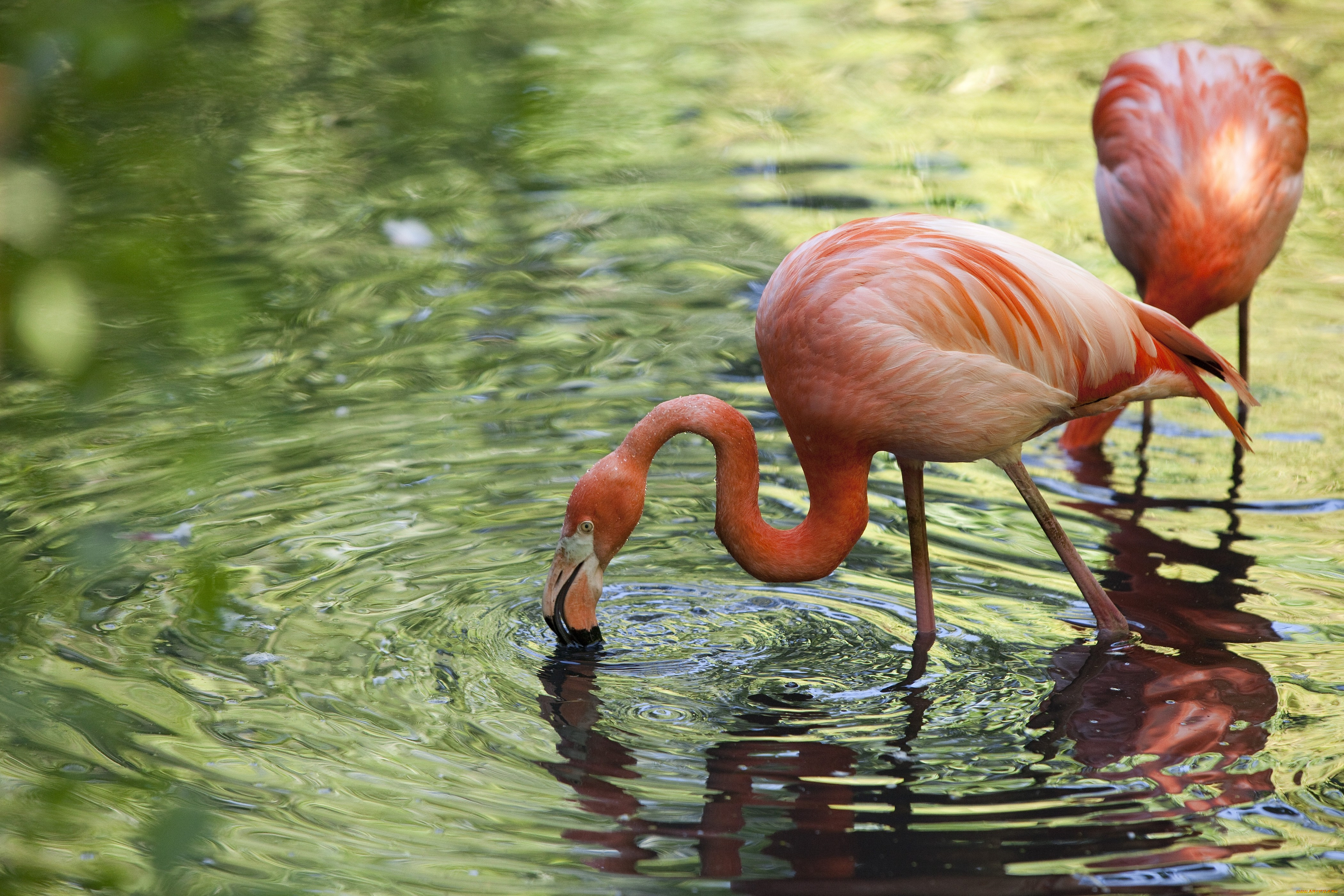 Фламинго в мире животных